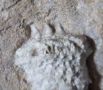 Teleiocrinus rudis (HALL 1859) - Bild &copy; FossNet FossilienStore